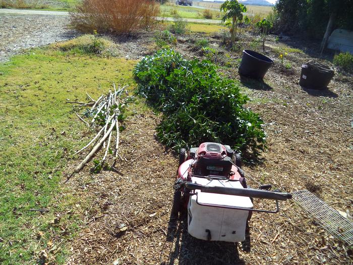 one of the piles ... ready for the mower