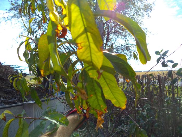 peach tree, been here for a year, so its rooted in and can take more sun now