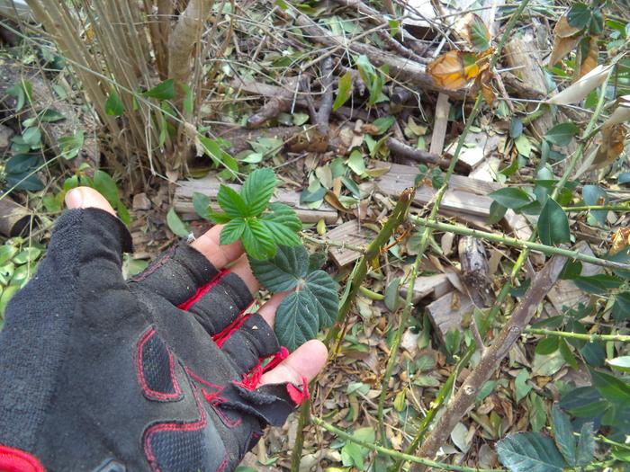 a cultivated blackberry vine, been here for a year, another mulch benifactor