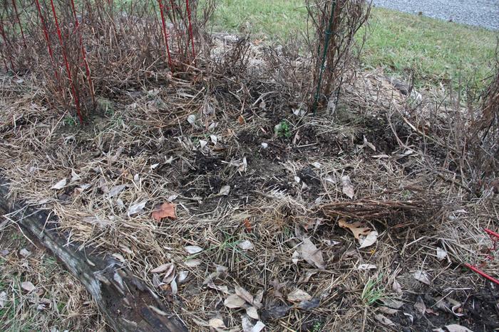 wine cap mushroom growing bed