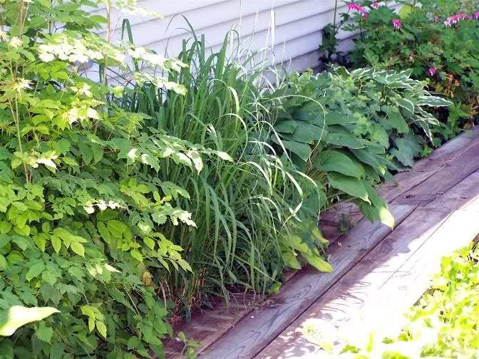 deep-shade-area-North-side-of-house-plants-hosta-fern-filipendula-goatsbeard