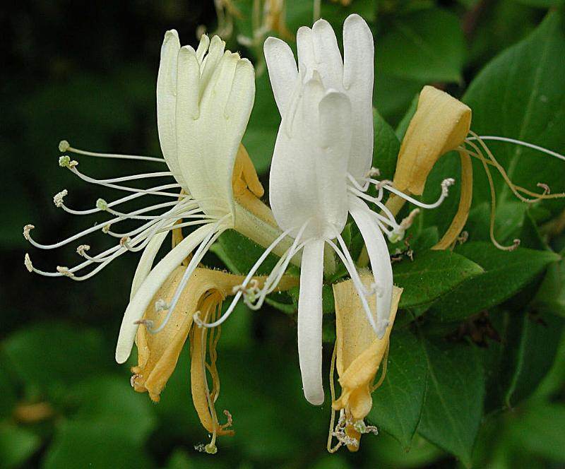 functions-of-honeysuckle-medicinal-herbs-forum-at-permies