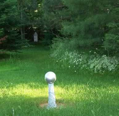 aegopodium-growing-under-evergreen-trees-in-pine-mulch