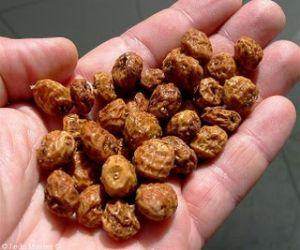 20 Tiger Nut Seeds (Cyperus Esculentus) – NON-GMO Perennial – Free Shipping