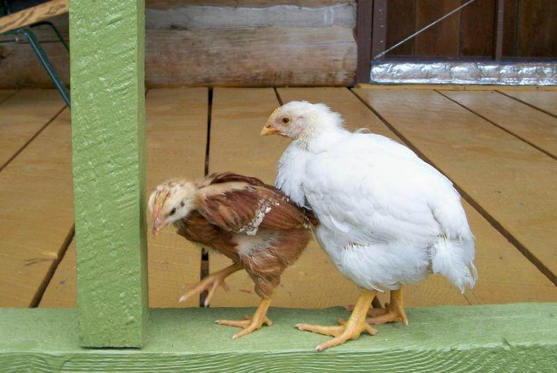 broiler-and-layer-sizes-at-3-weeks-chickens-forum-at-permies