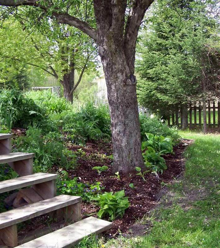 apple-tree-plant-in-shade-slope-violets-hostas-ferns-poppies