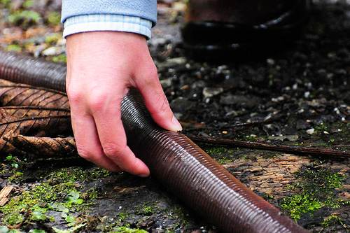 download giant gippsland earthworm