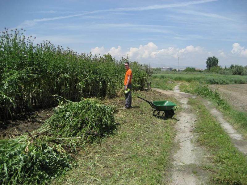 cutting giant thistles by hand