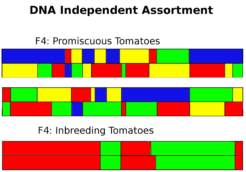 independent assortment in tomatoes