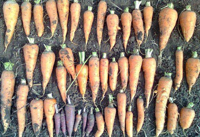 land-race carrots