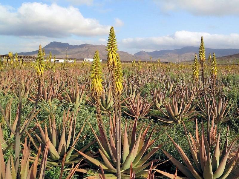 aloe vera for health and beauty