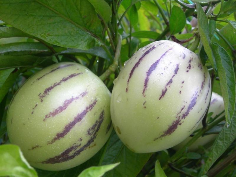 sweet and tasty pepino