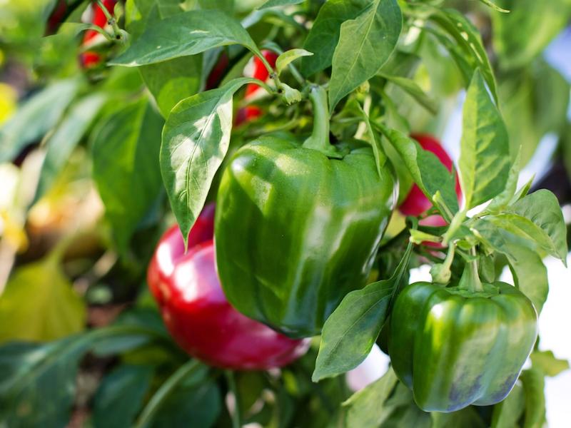 peppers grown as a perennial plant