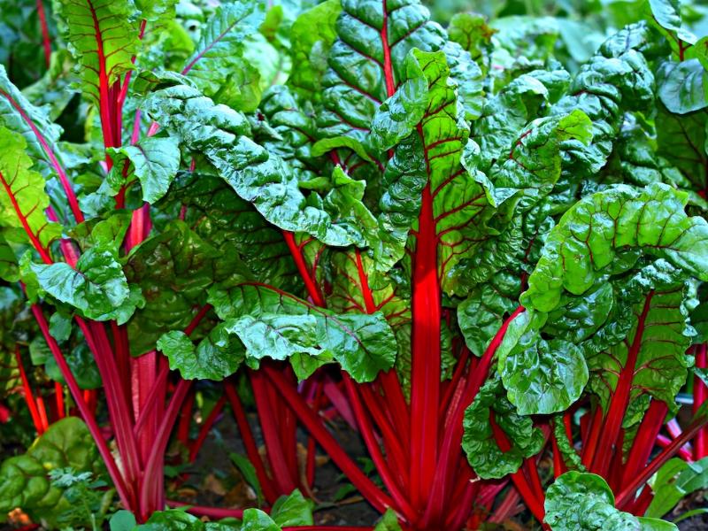 growing chard as a perennial vegetable