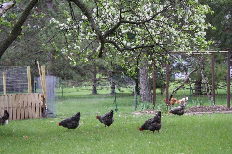free range chickens on grass in an orchard with blooming trees
