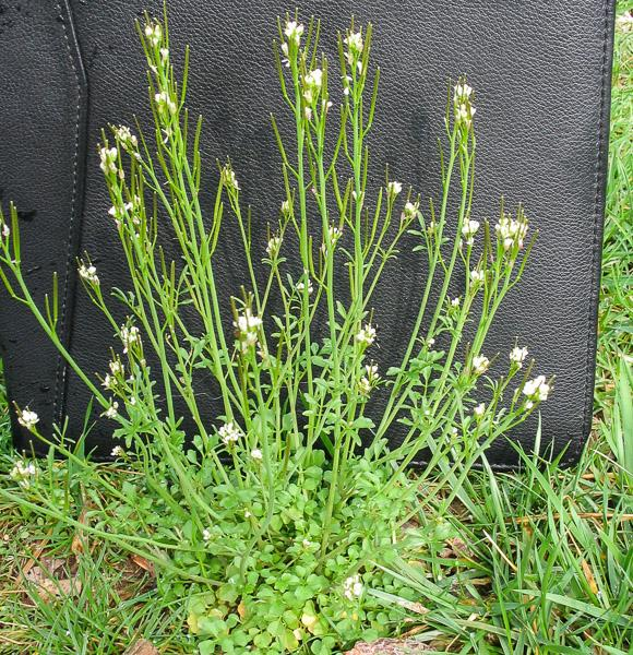 hairy bittercress shot weed