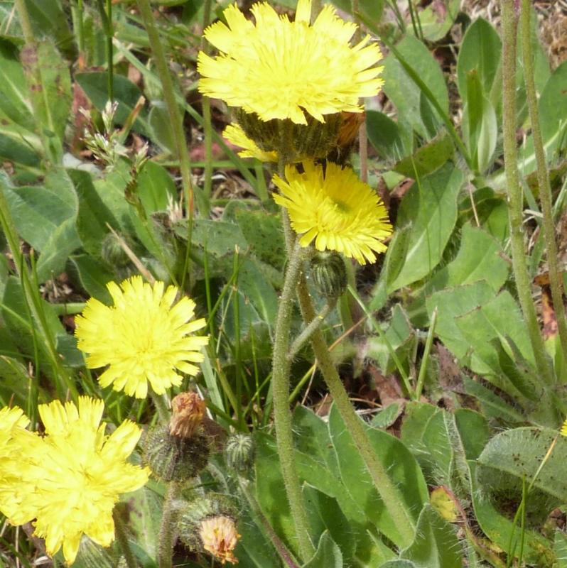 dandelion lookalike