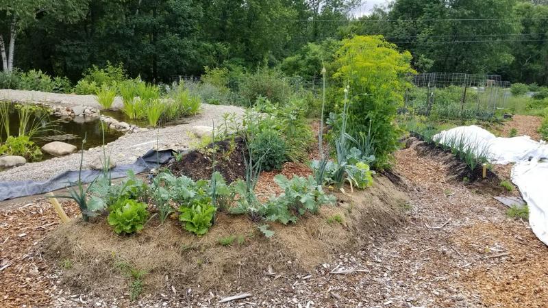 vegetable bed for seed saving - flowering parsnip
