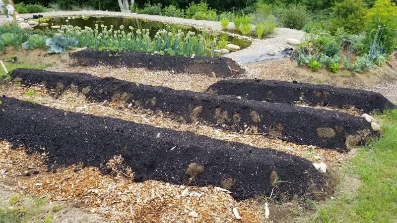 new annual beds with struggling swet potatoes