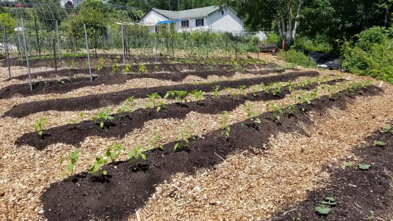annual beds paths mulched with woodchip