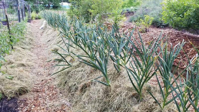 garlic scape harvest beds mulched with hay