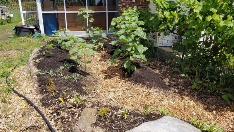 flower cutting garden