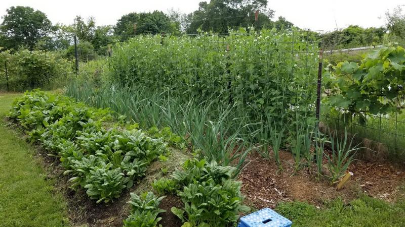 early spring crops - snap peas garlis parsnips and spinach