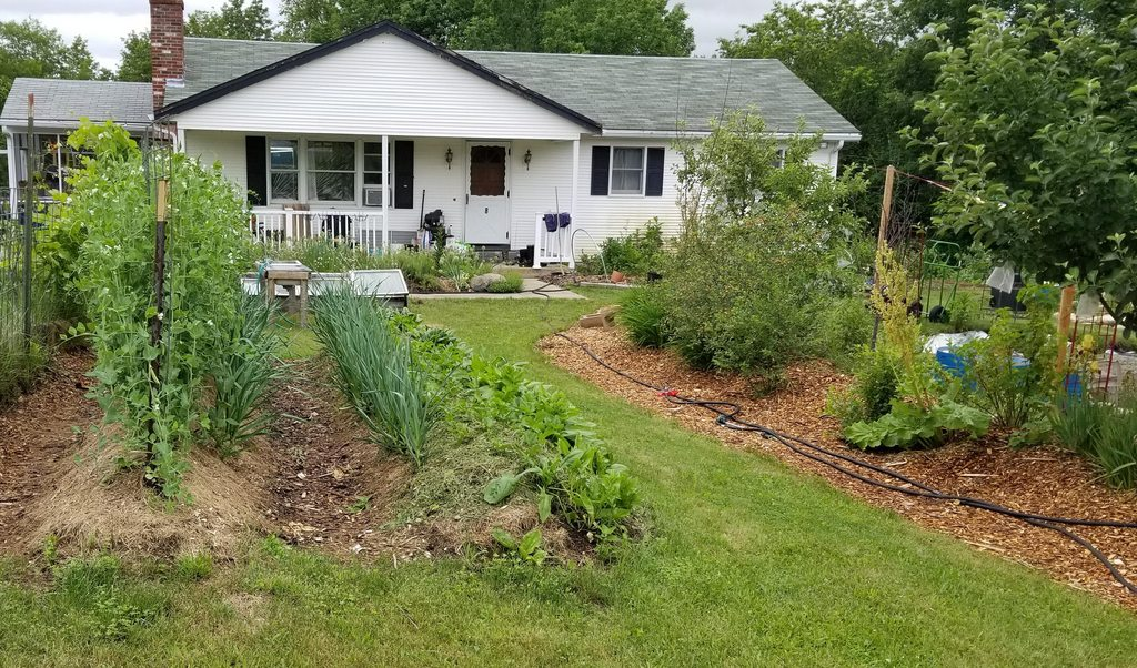 annual beds near house with flowering peas