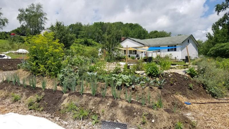 vegetable bed for seed saving - flowering parsnip