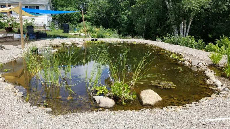 natural swimming pond fed by roof rain gutters