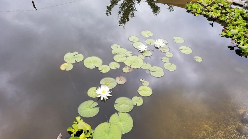 My favorite lily pads