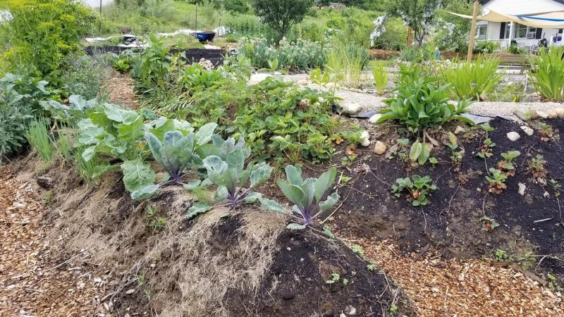 The south side of the pond berm has flowers and strawberries planted in it.
