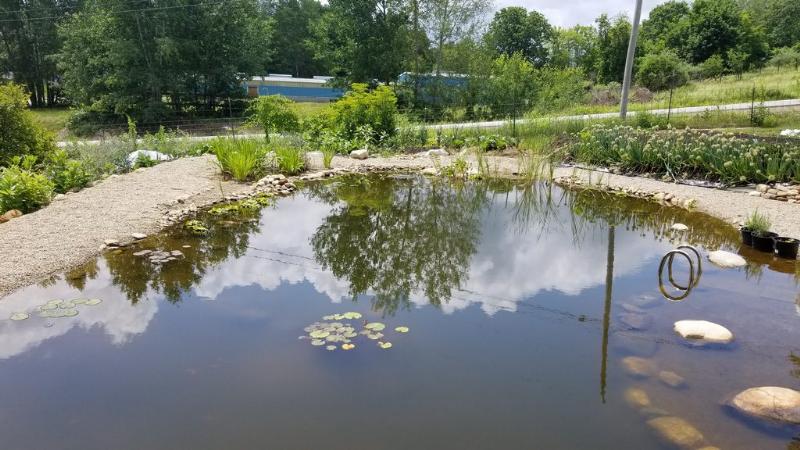 natural swimming pond shallow shelf