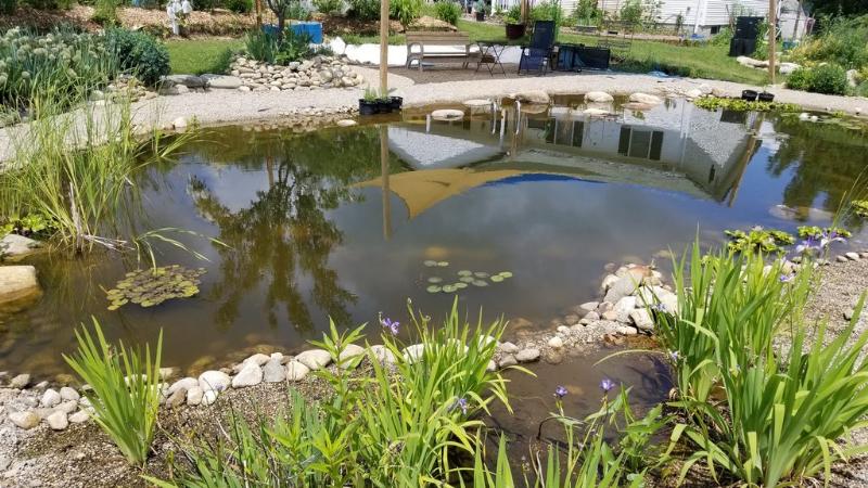 bog plant nursery natural swimming pond