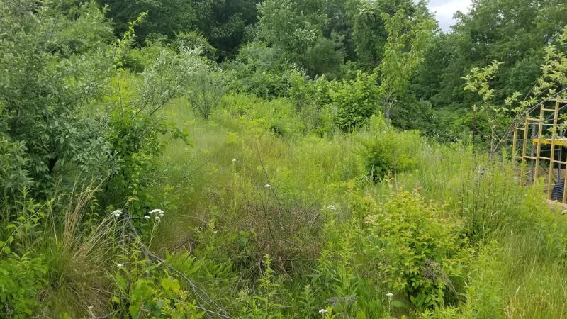 The deer have hammered the plants in the big swale berm