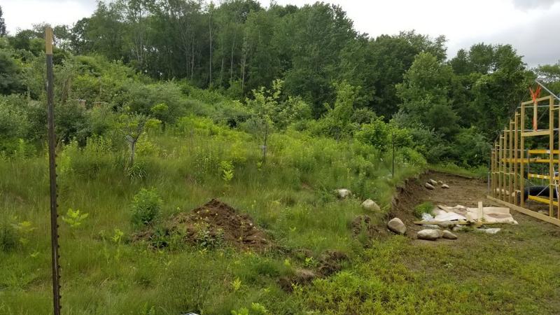 The deer have hammered the plants in the big swale berm