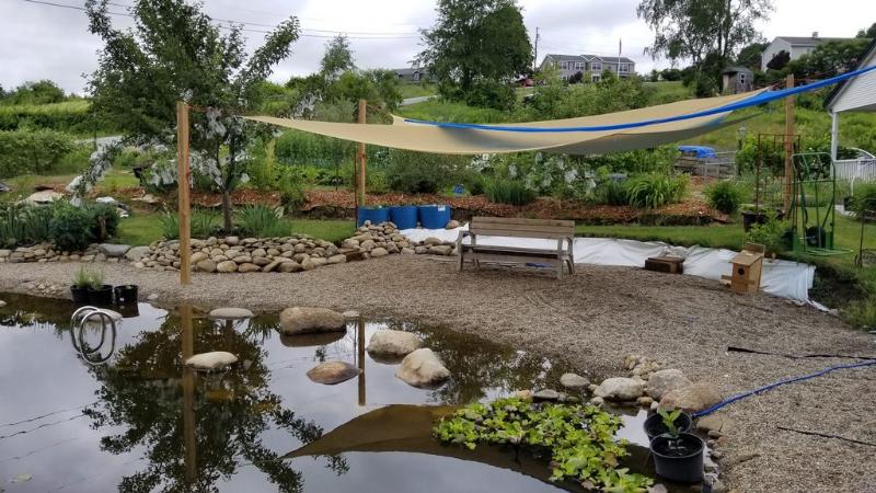 The tree next to the pond and surrounded by the rock wall is a pear tree.