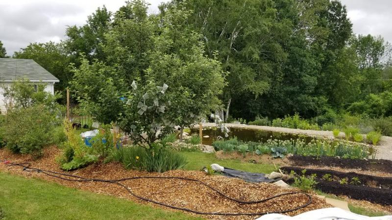 swale berm with fruit trees, soft fruit and herbacious layers