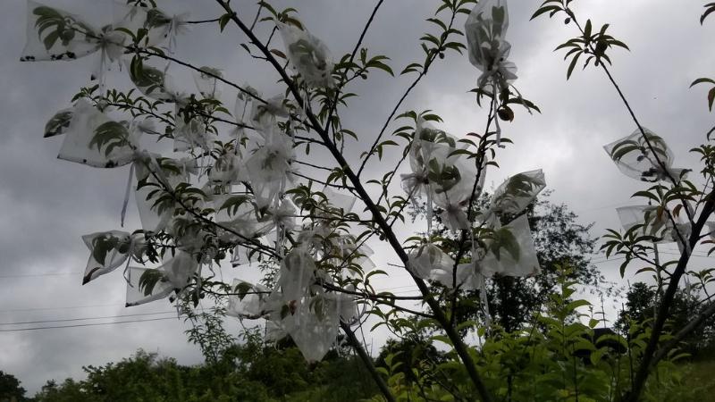 using organza draw string gift bags around apples, peaches, and pears to keep bugs off