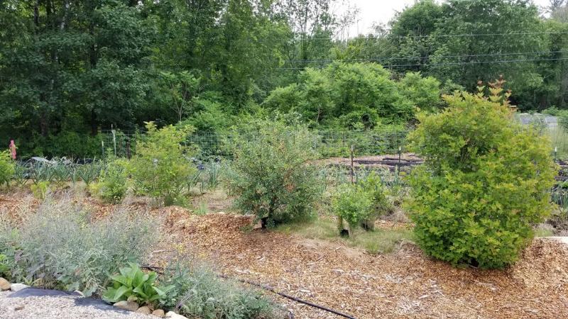 This swale berm has edible landscaping