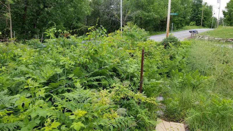 Our brambles patch in need of a lot of attention.