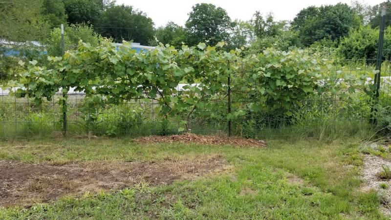The fence supports 3 hardy kiwis and 3 grape vines.