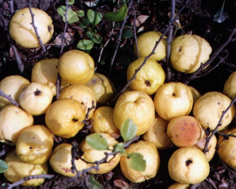 Chaenomeles-Japanese-quince-extra-edible-fruit-Cido_flowers