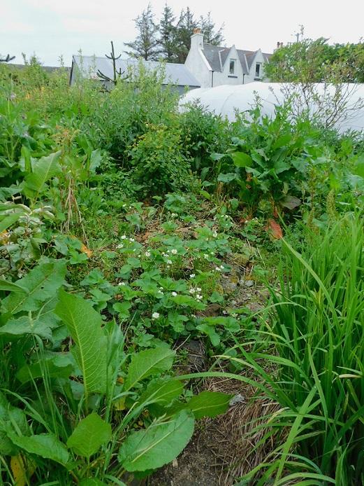 food-forest-garden-fruit-Skye-UK