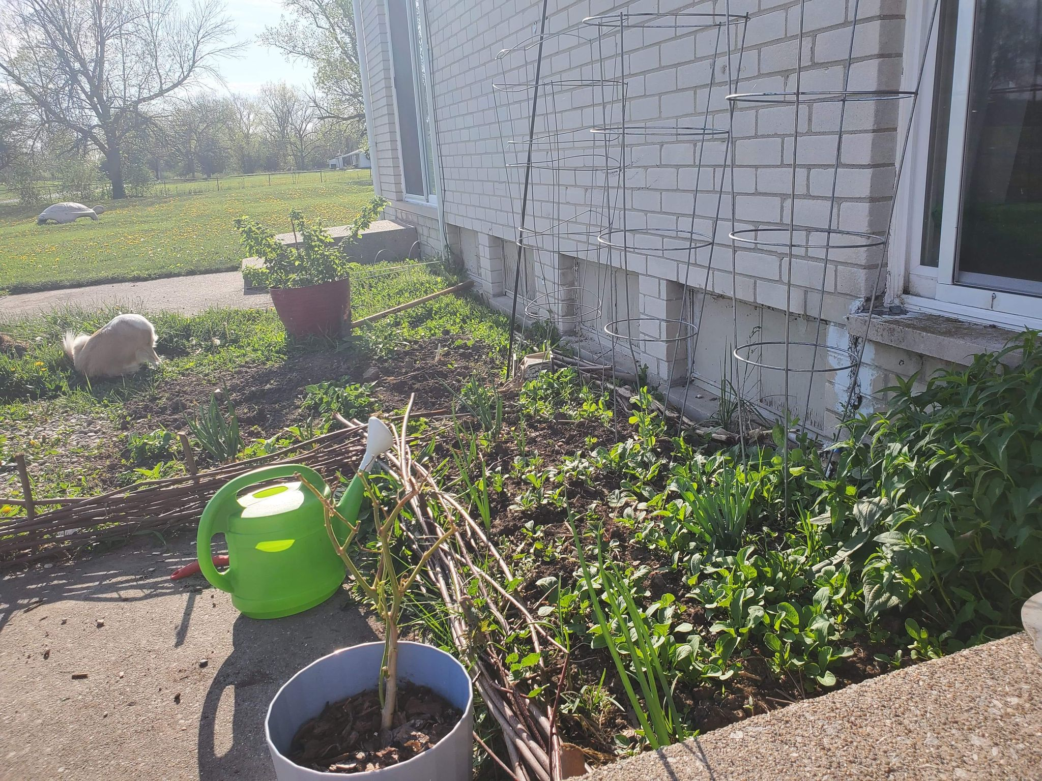 lettuce-patch