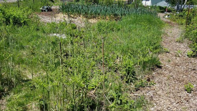 The asparagus patch is  still very much a mess