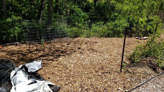 partial shade garden in the front yard.