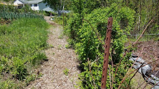 the annual garden is keeping me a little  too  busy