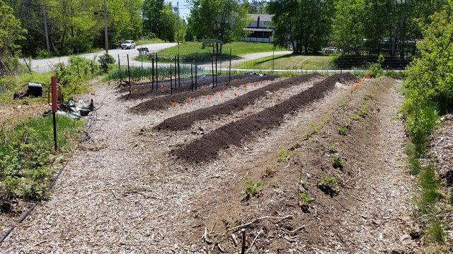 we planted strawberries along with the asparagus