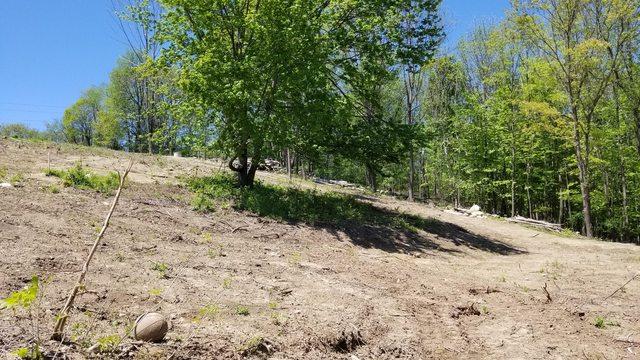 This area is now sprouting cover crops